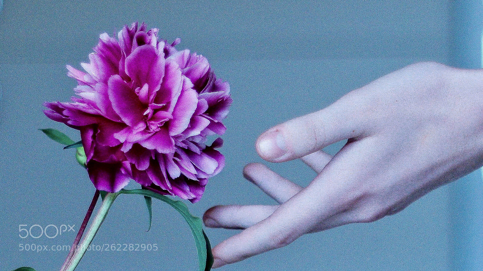 Canon EOS 70D sample photo. Reaching the floral beauty.  photography