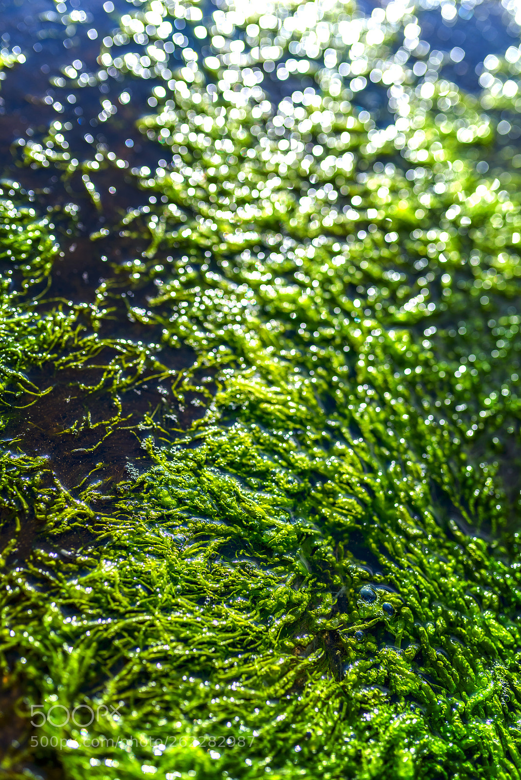 Nikon D800 sample photo. Green oceanweed photography