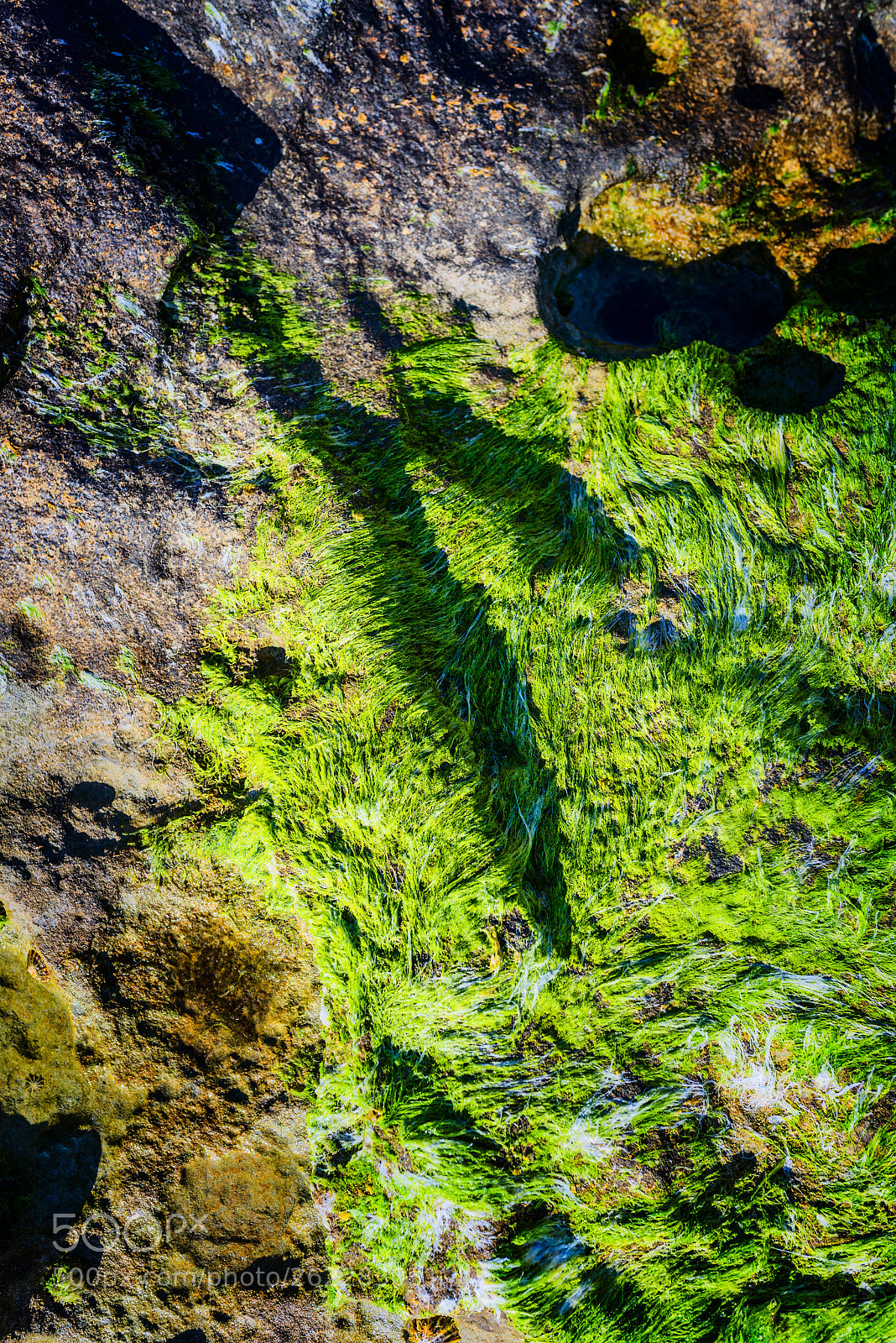 Nikon D800 sample photo. Stone and plants photography