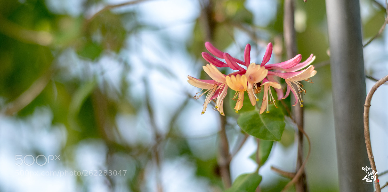 Fujifilm X-T2 sample photo. Lonicera japonica photography