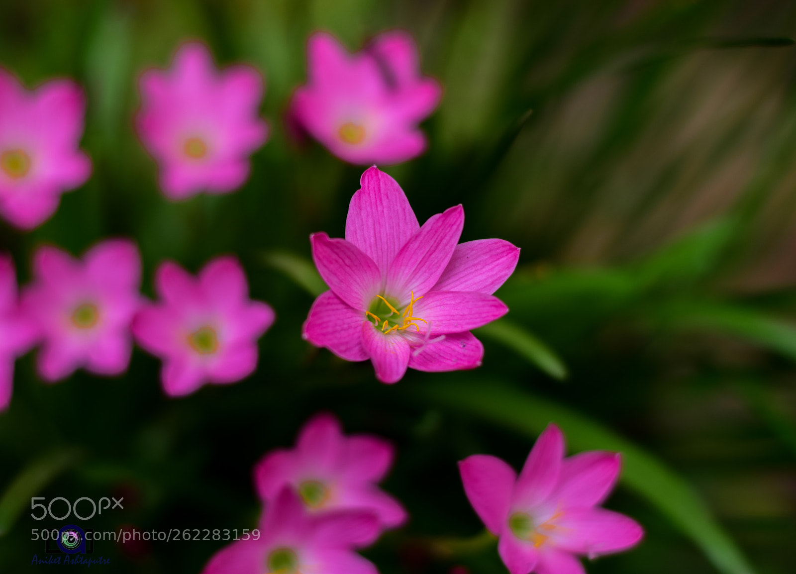Nikon D5300 sample photo. Pnk lilies photography
