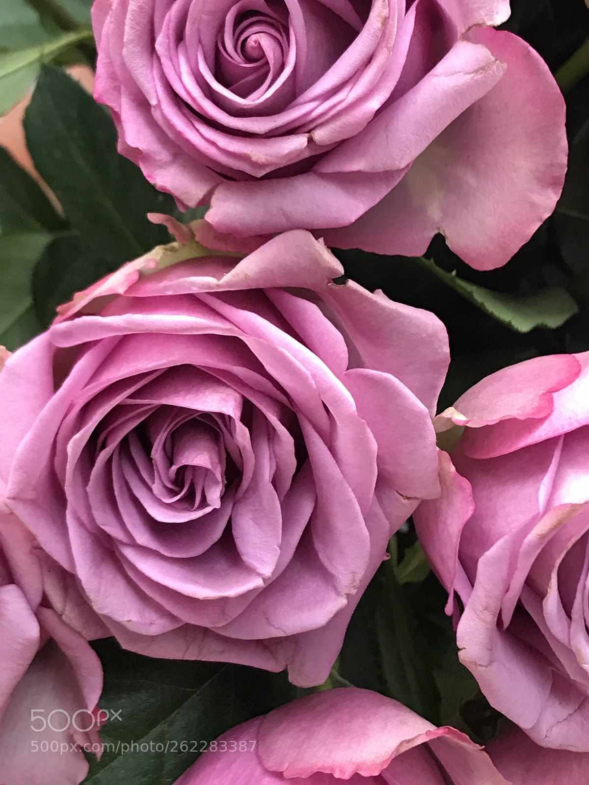 Apple iPhone 7 Plus sample photo. Special  photography
