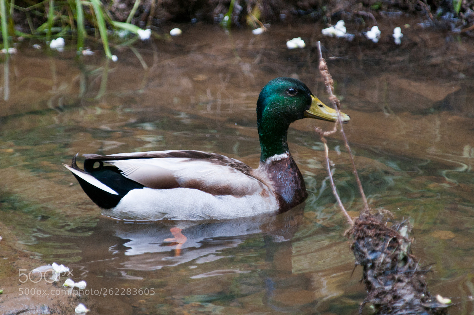 Nikon D300 sample photo. Great falls mallard photography