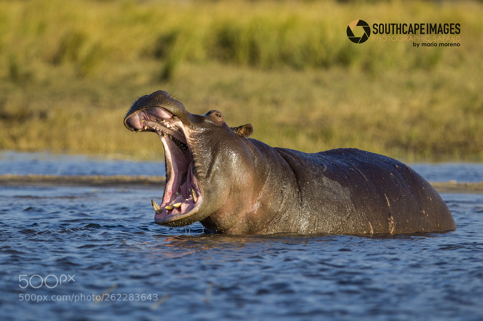 Canon EOS-1D Mark IV sample photo. Golden light yawn photography