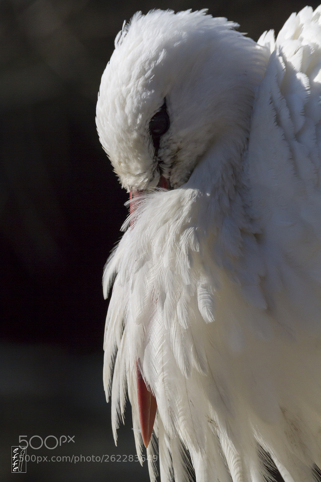 Canon EOS 7D sample photo. Stork thoughts... photography