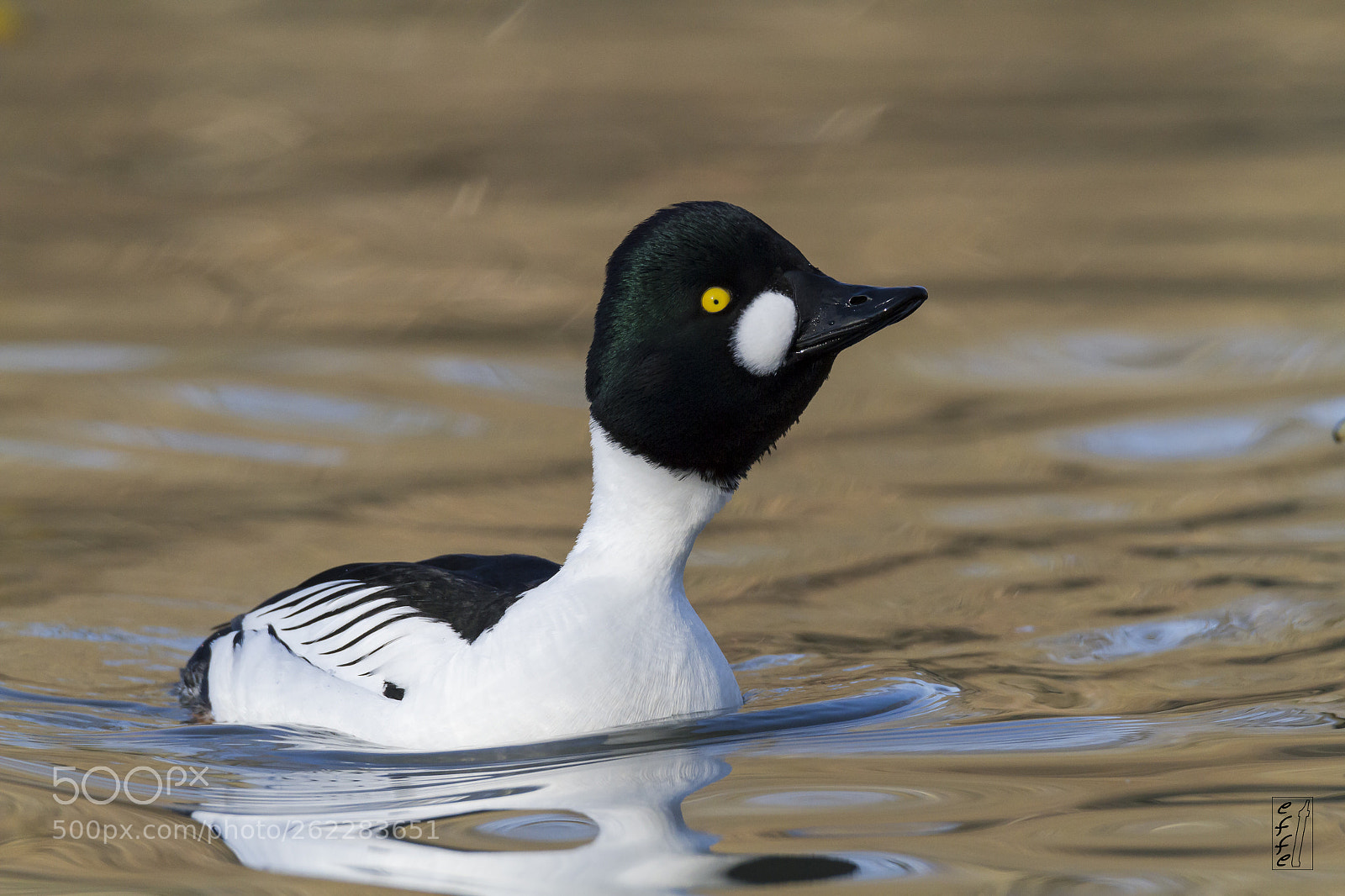 Canon EOS 7D sample photo. Common goldeneye photography