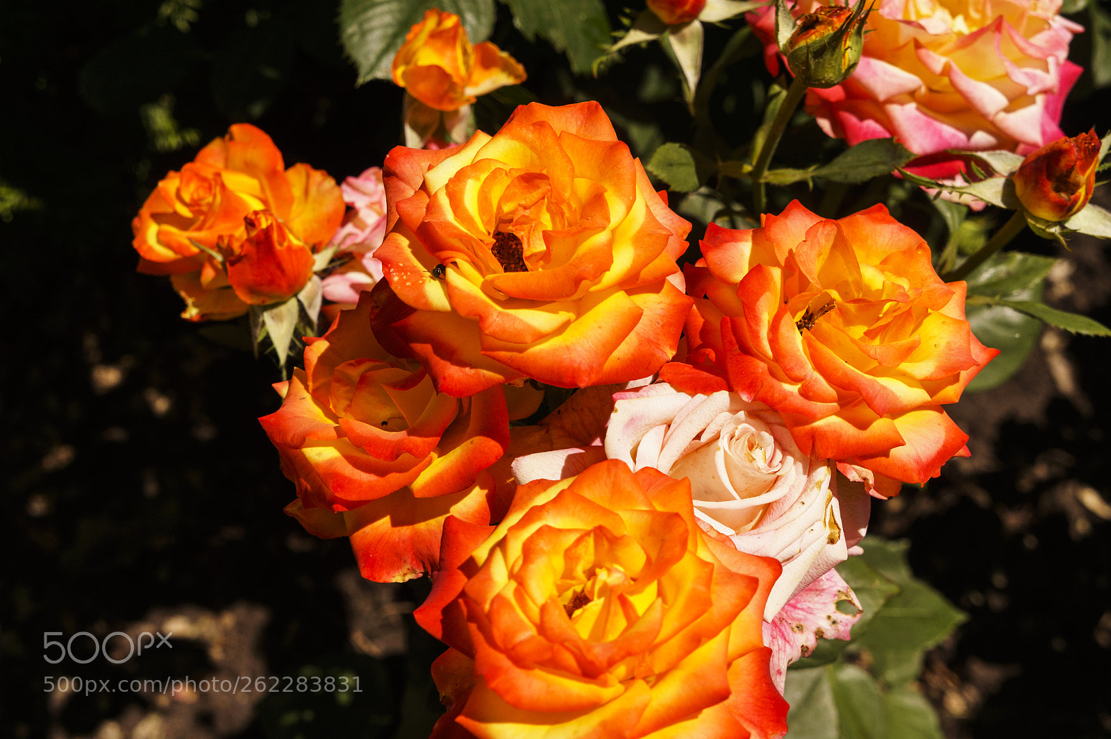 Sony Alpha NEX-5 sample photo. A whole bouquet of photography