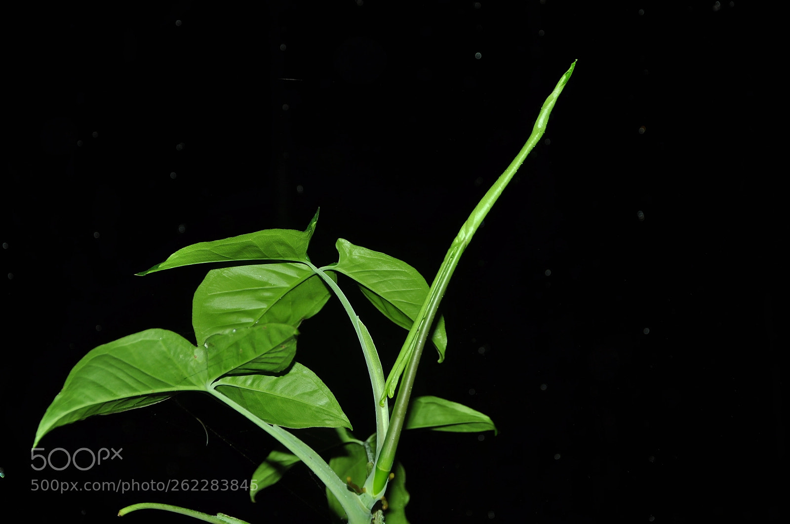 Nikon D90 sample photo. Leaf photography