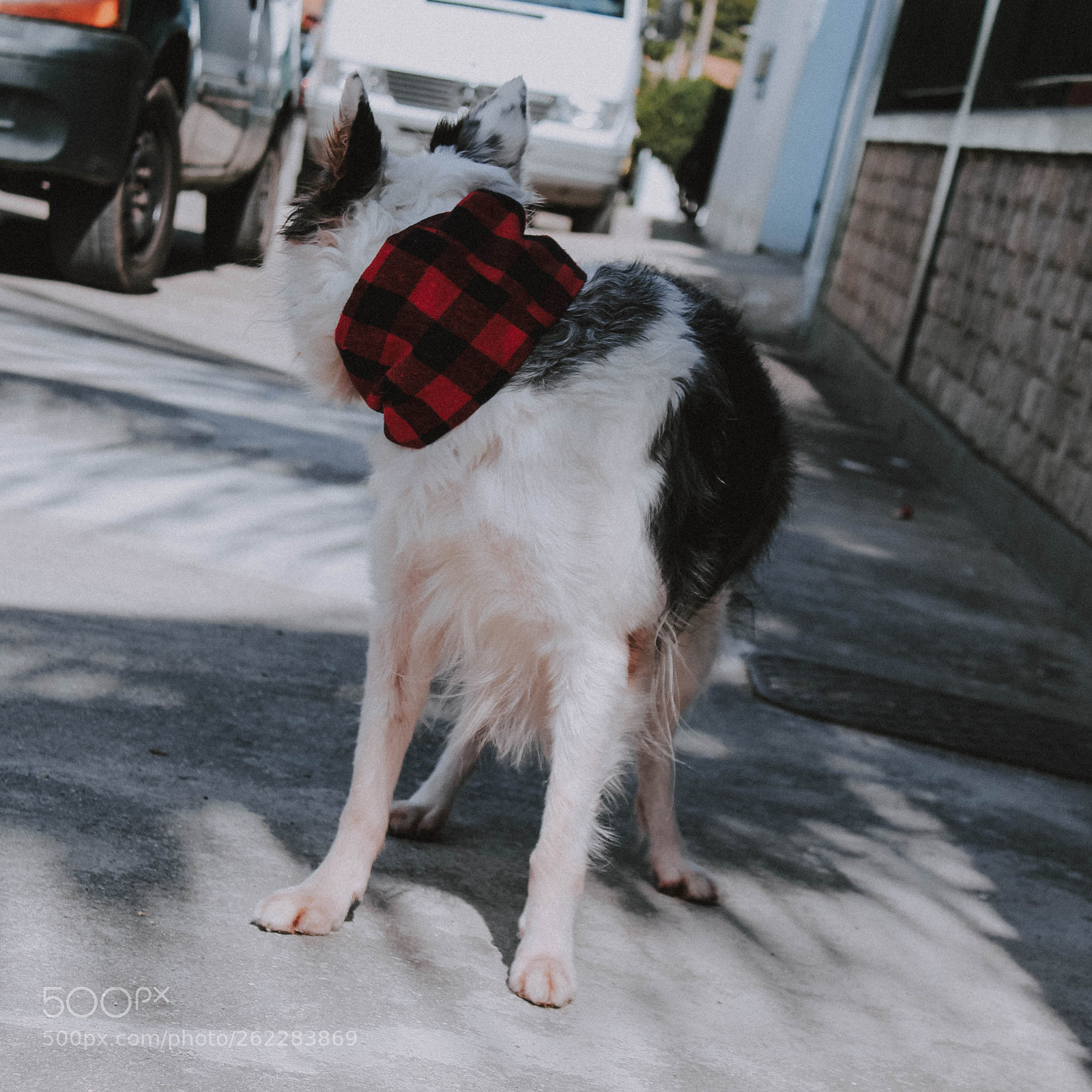 Canon EOS 1300D (EOS Rebel T6 / EOS Kiss X80) sample photo. Suki back photography