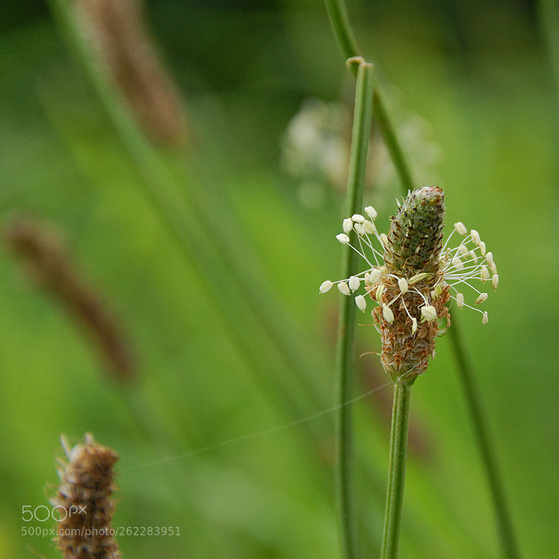 Nikon D200 sample photo. Going wild... photography