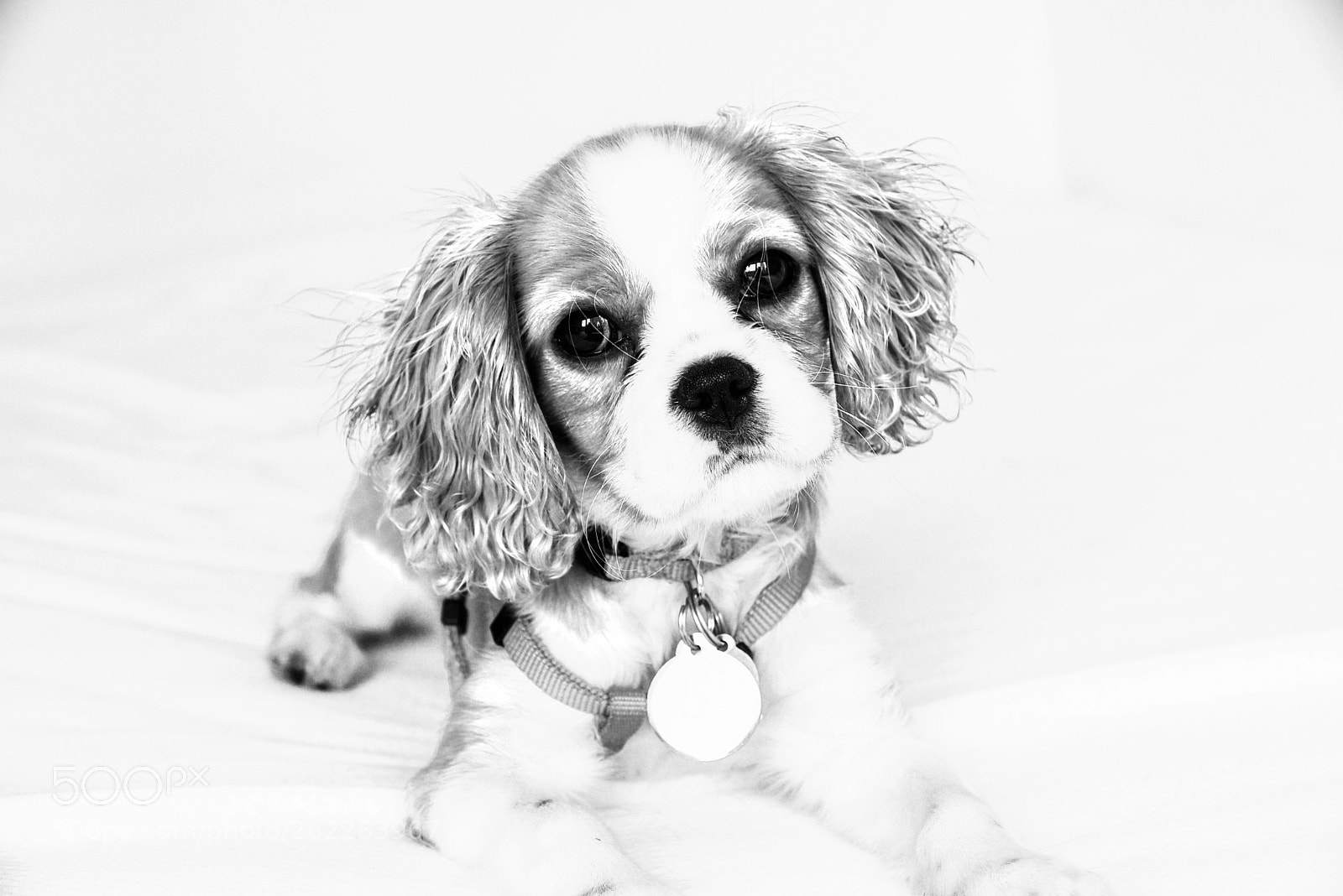 Nikon D750 sample photo. Who doesn't love a photography