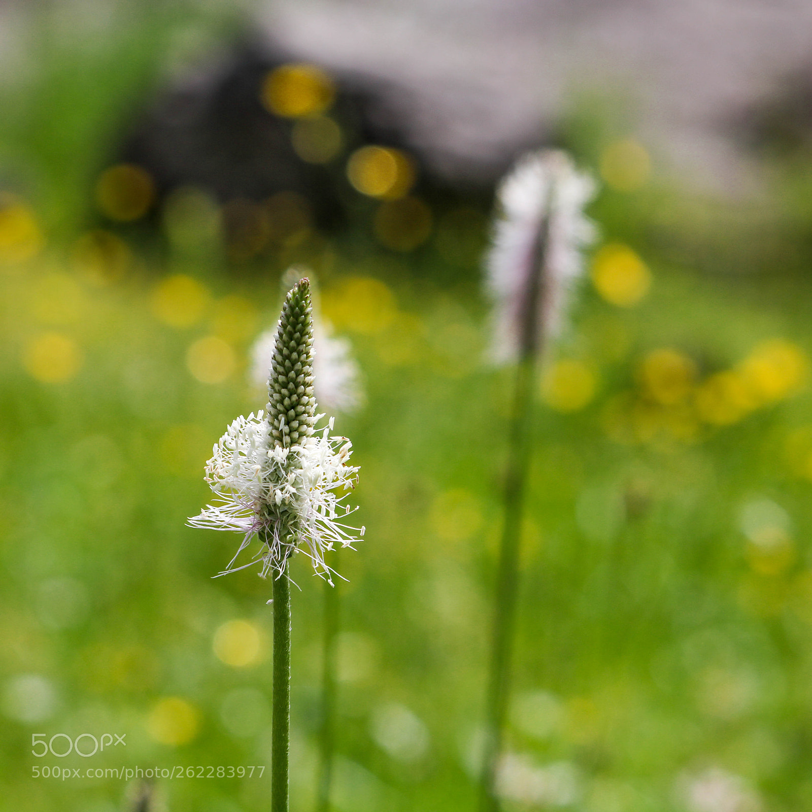 Canon EOS 750D (EOS Rebel T6i / EOS Kiss X8i) sample photo. Unscheinbar... photography