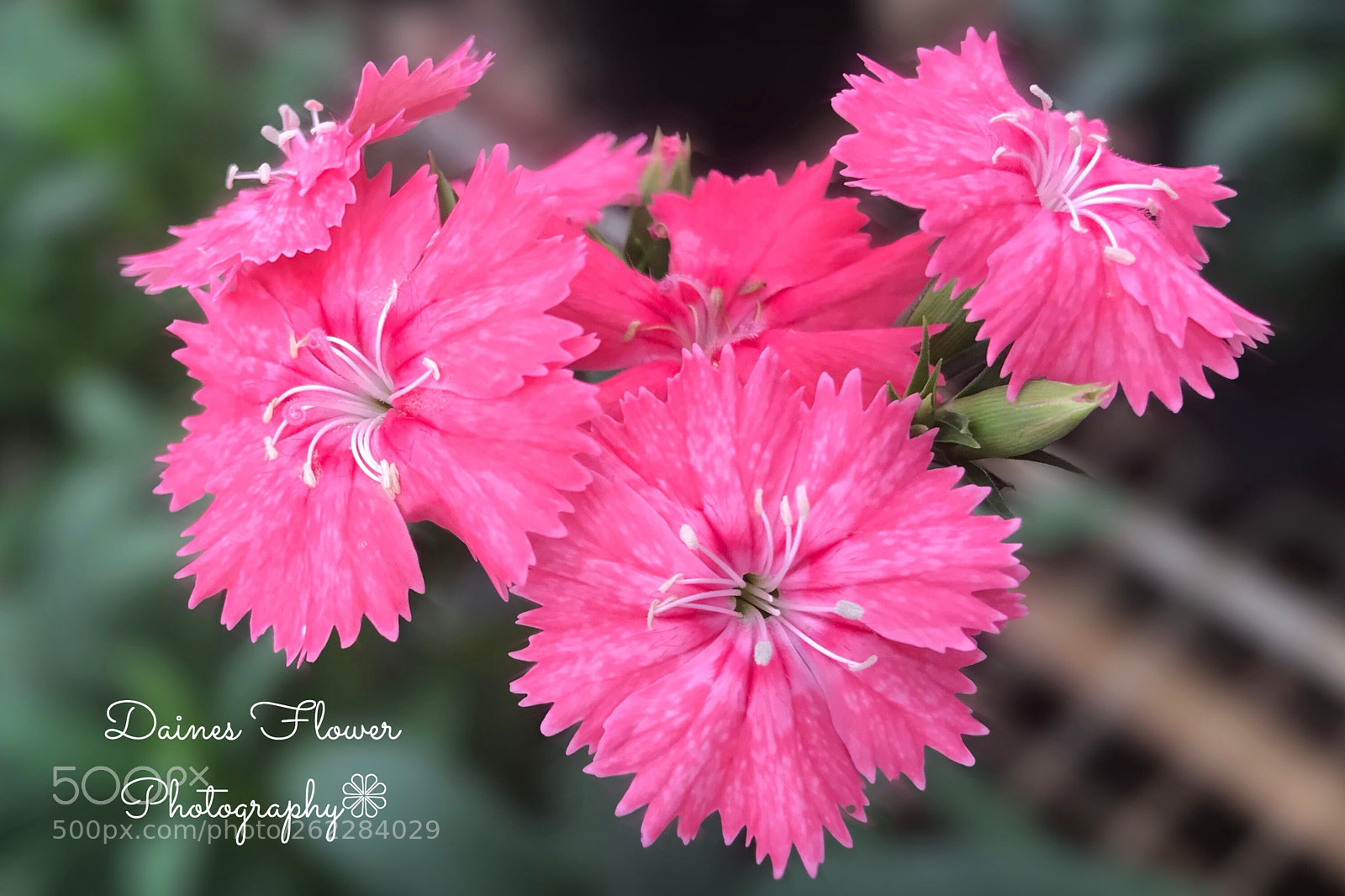 Apple iPhone 7 Plus sample photo. Dianthus flowers  photography