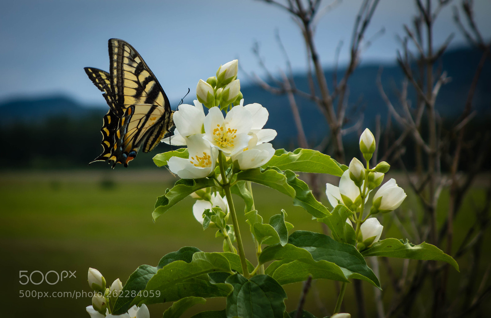 Sony Cyber-shot DSC-RX100 sample photo. Swallowtail butterfly photography