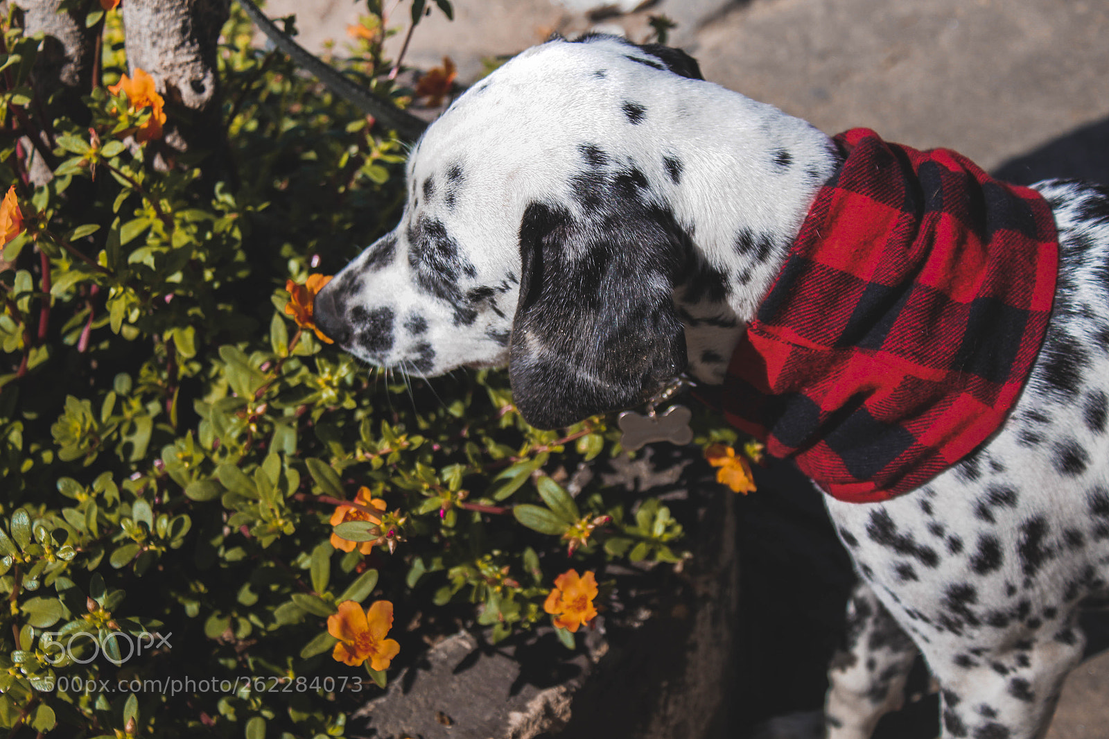 Canon EOS 1300D (EOS Rebel T6 / EOS Kiss X80) sample photo. Dalmatian flower photography