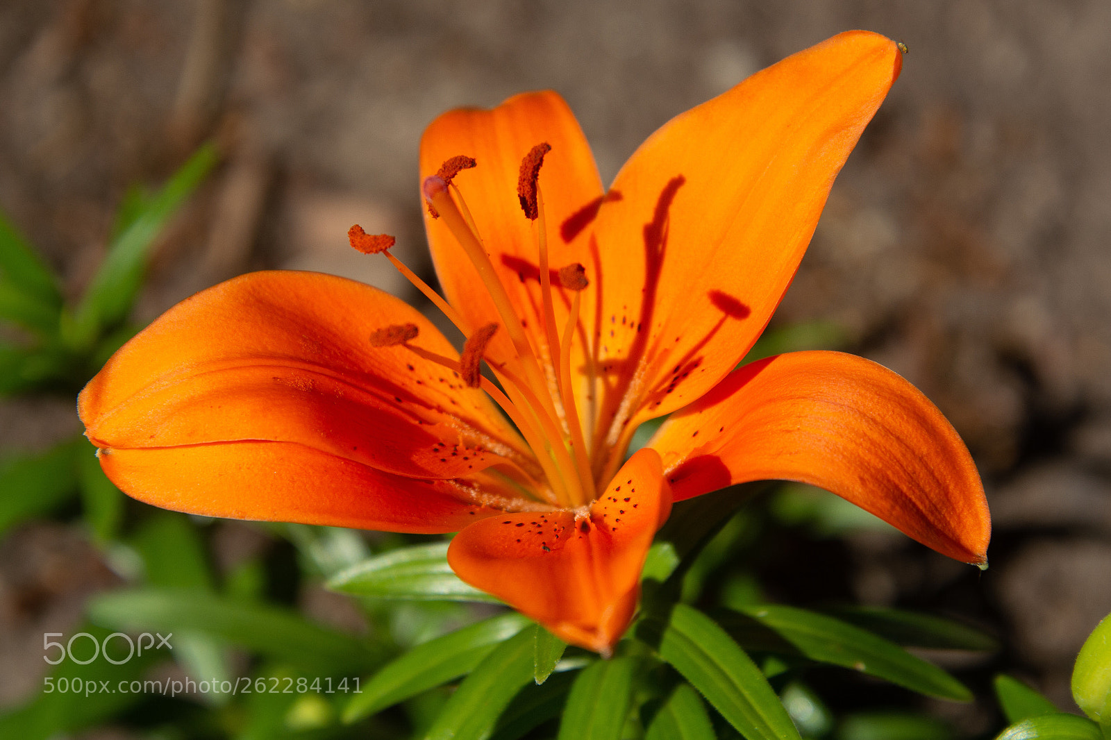 Nikon D7100 sample photo. Lily (one orange) photography