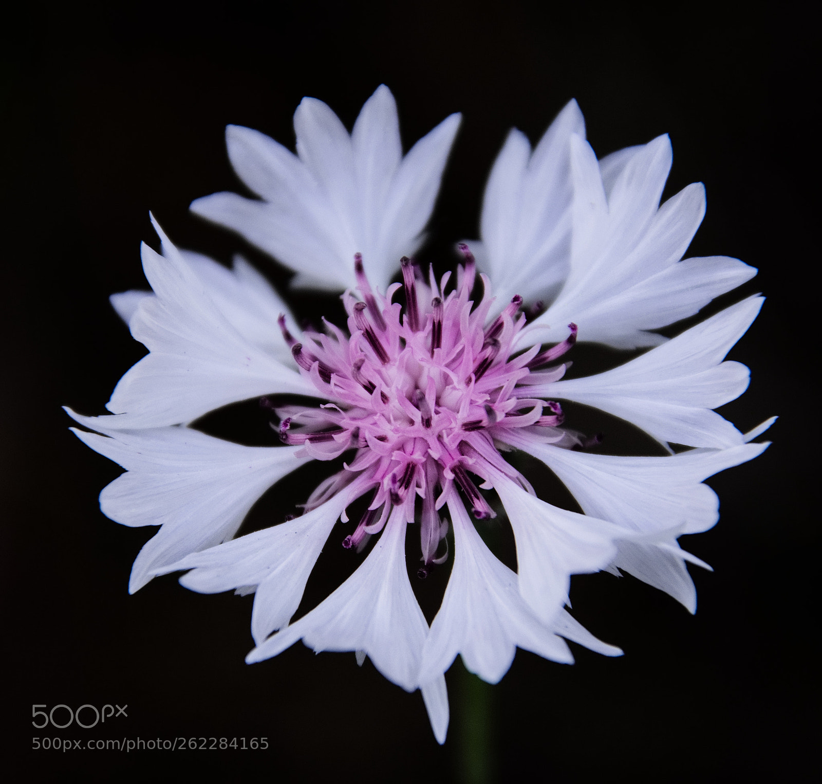 Nikon D7200 sample photo. Roadside corn flower photography