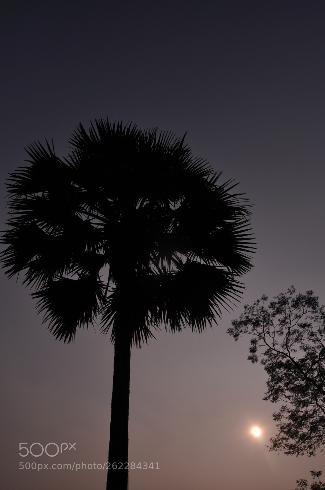 Nikon D90 sample photo. Palm tree reflection photography