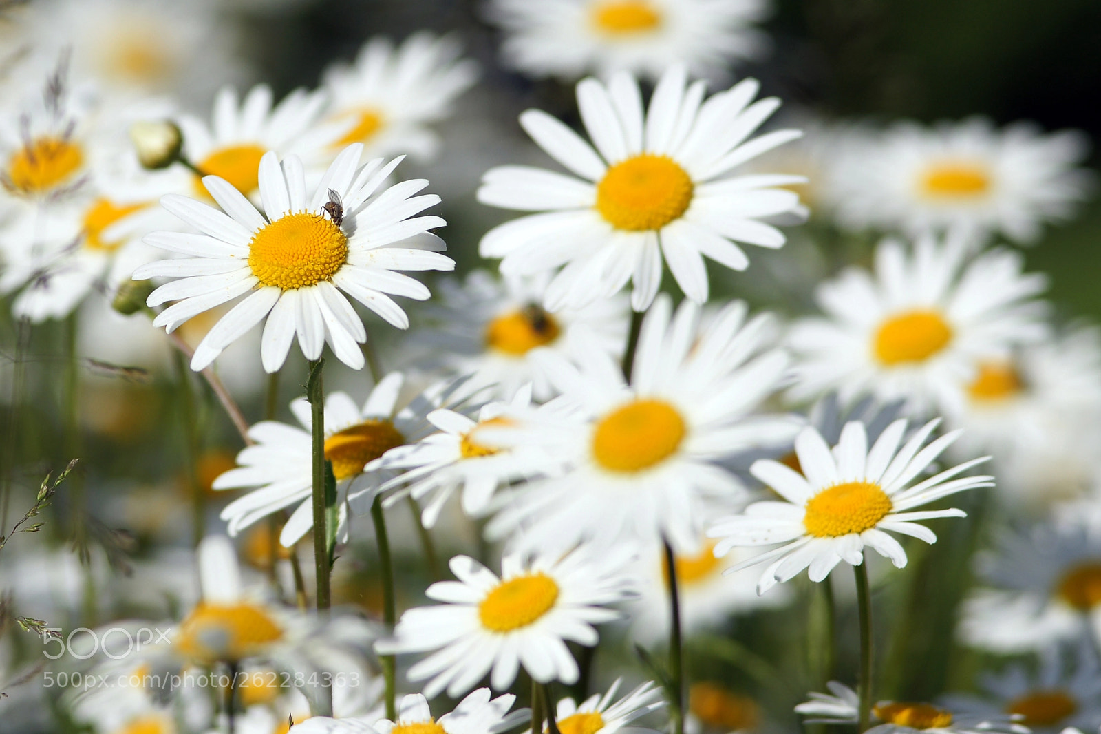 Sony Alpha DSLR-A700 sample photo. Happy day photography
