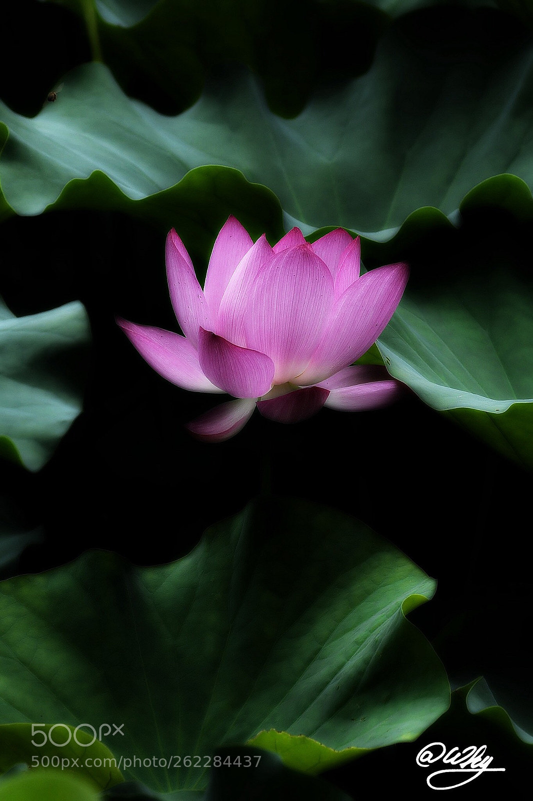Nikon D750 sample photo. Untitled photography