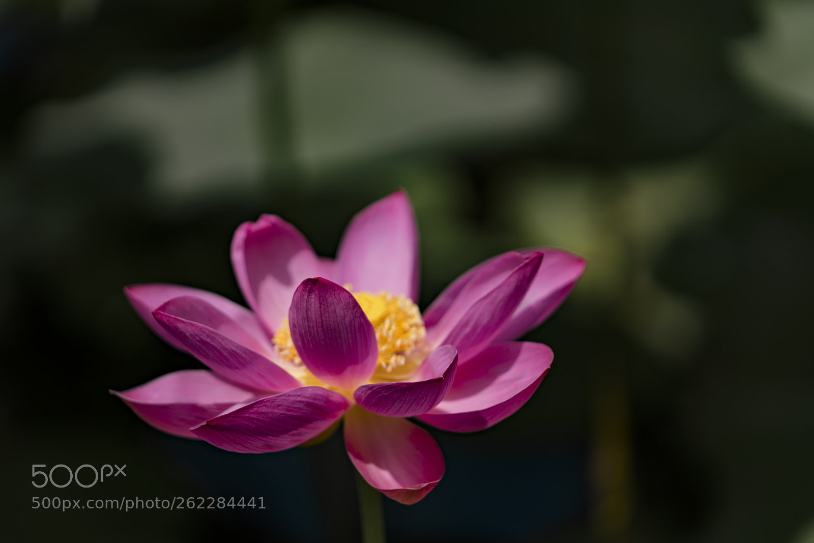 Sony a7R II sample photo. Lotus3 photography