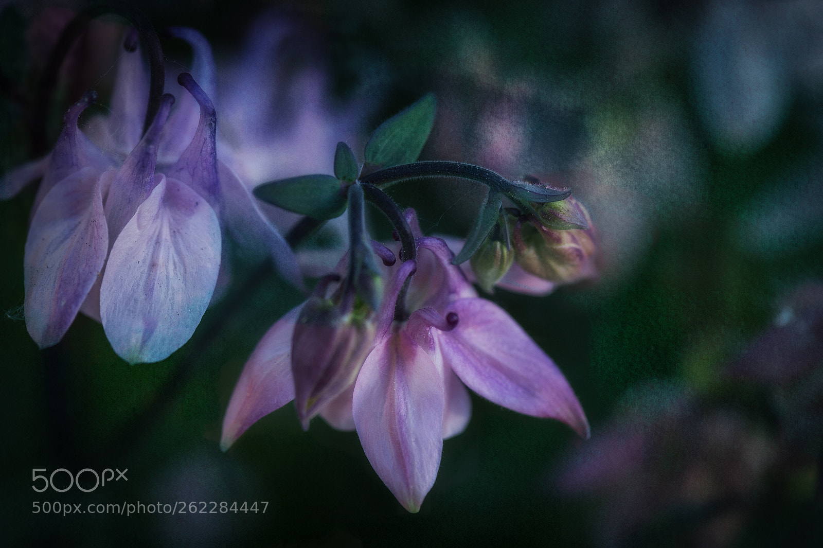 Nikon D4 sample photo. Wild columbines photography