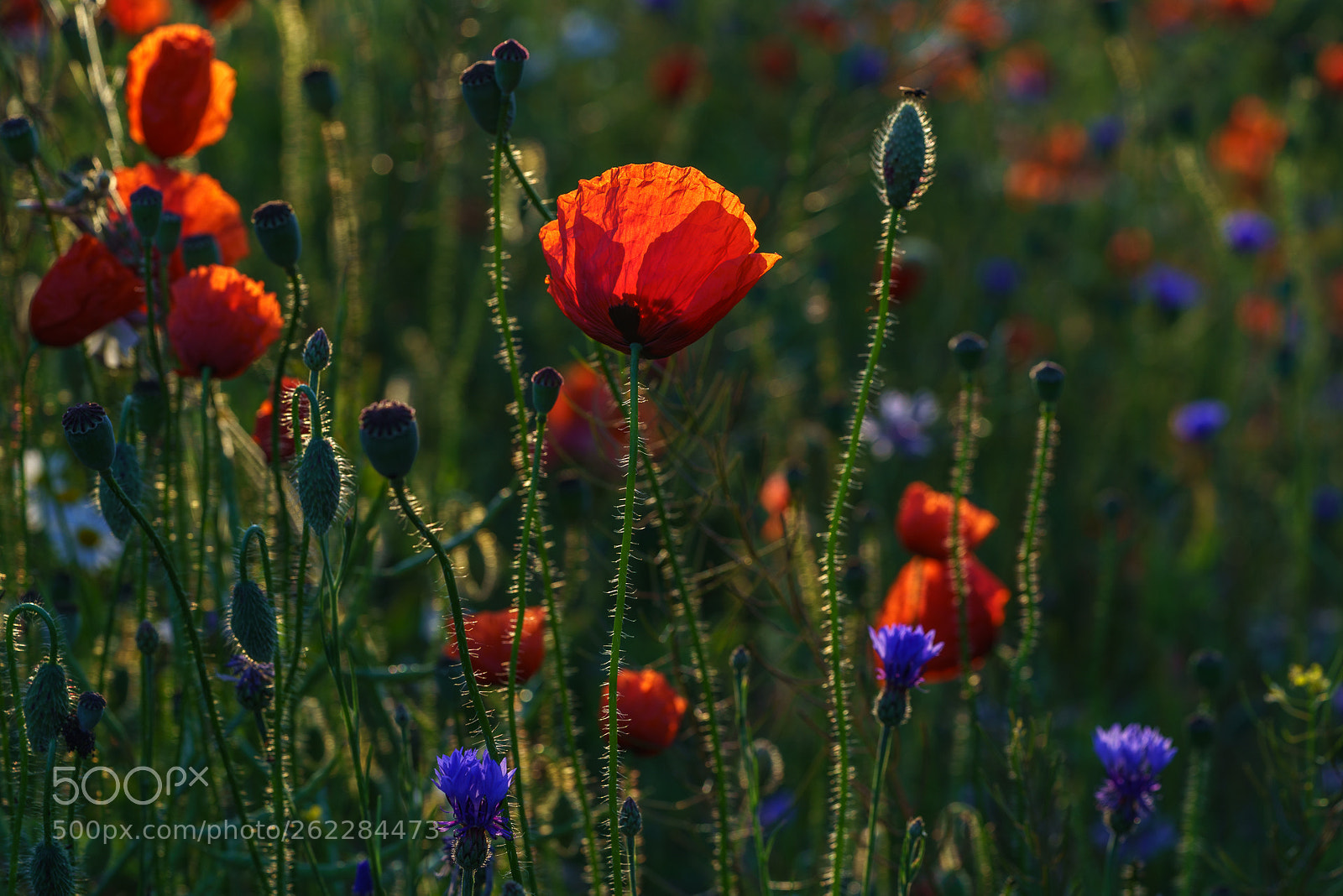 Sony a7R III sample photo. Poppies in the meadow 3 photography
