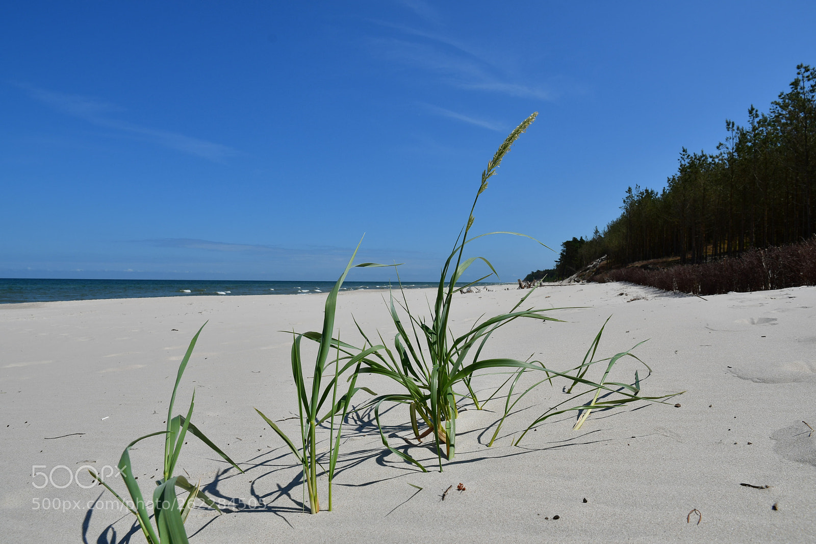 Nikon D500 sample photo. The great beach of photography