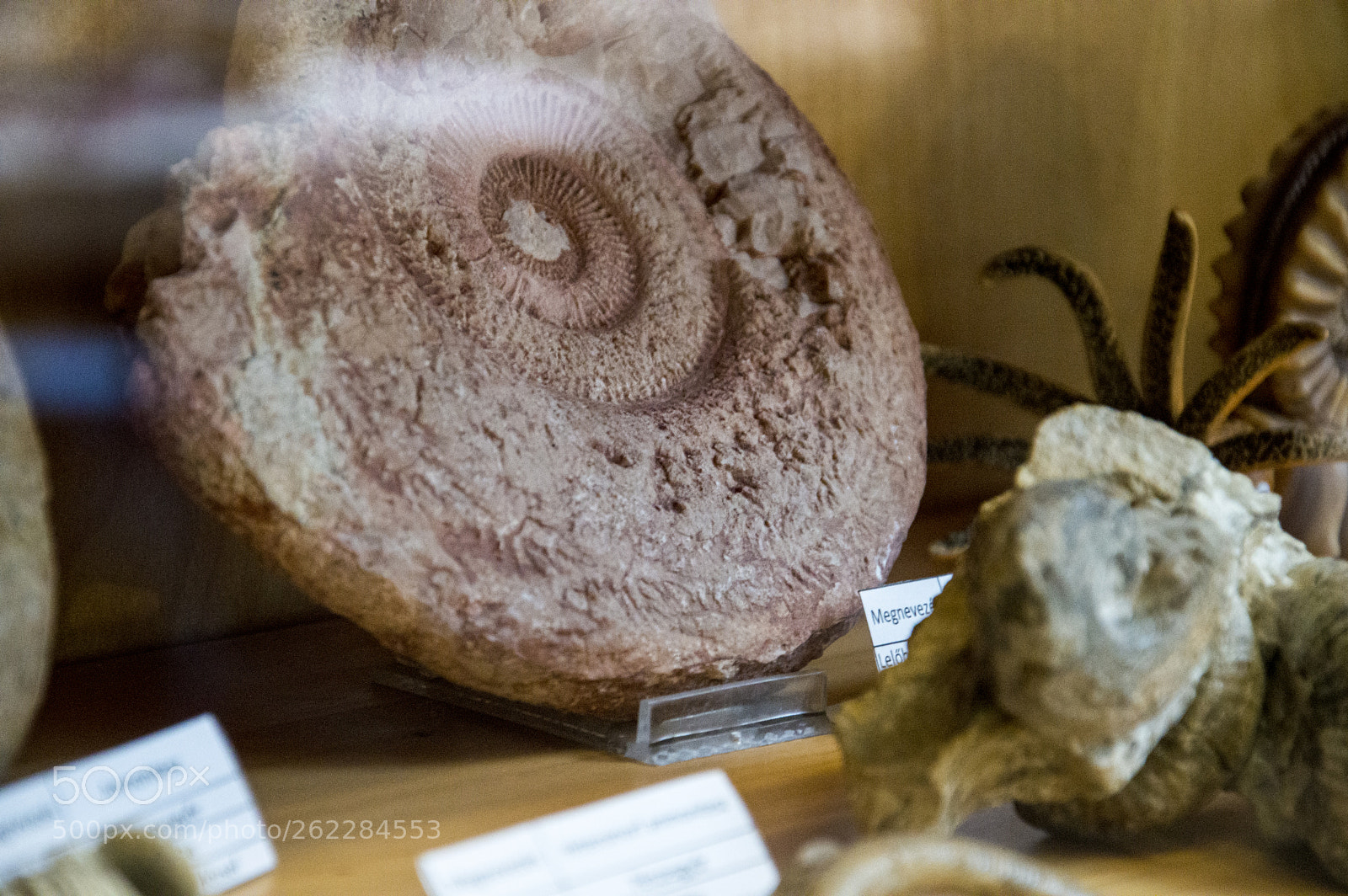 Nikon D3200 sample photo. Ammonites photography