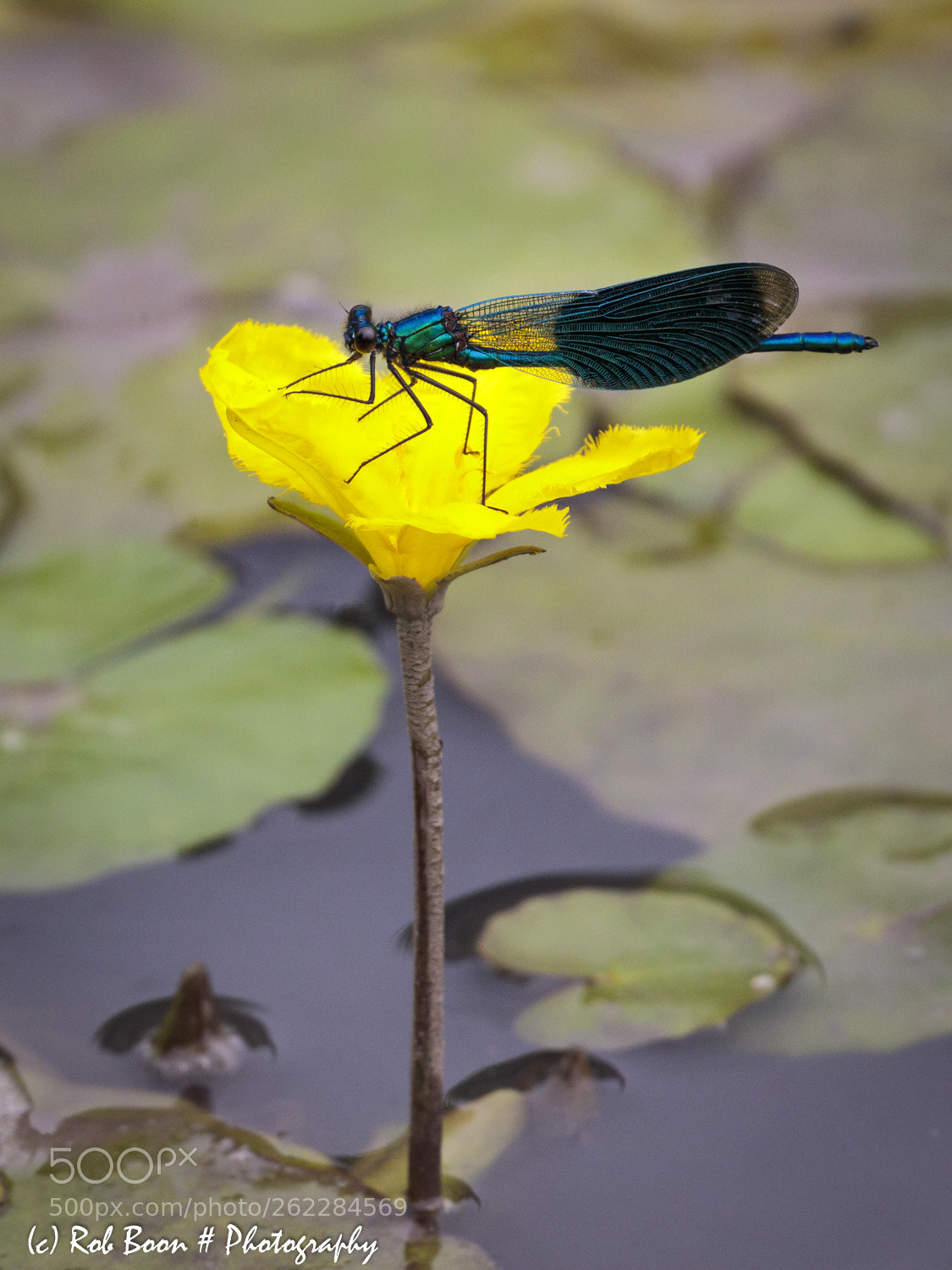 Canon EOS 5DS sample photo. Dragonfly 4 photography