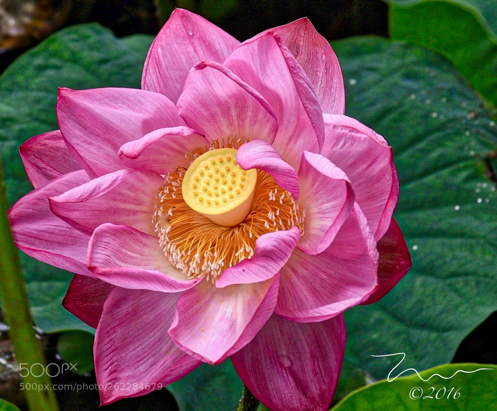 Nikon D750 sample photo. Pink lotus photography