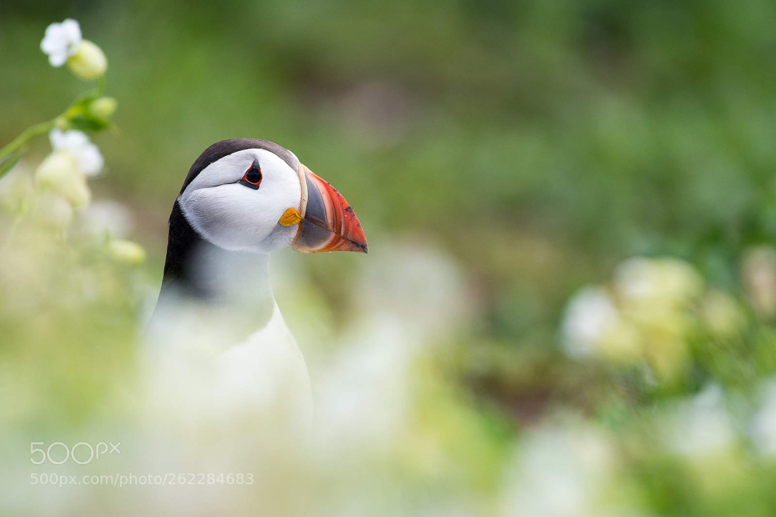 Nikon D7200 sample photo. Pretty puffin photography