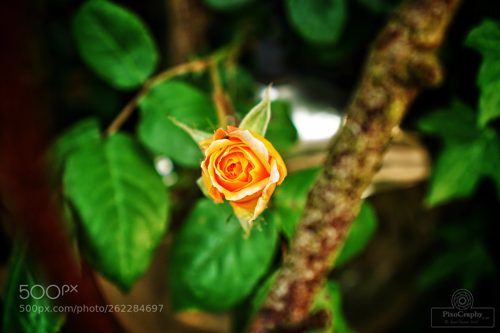 Sony a6000 sample photo. The rose  photography