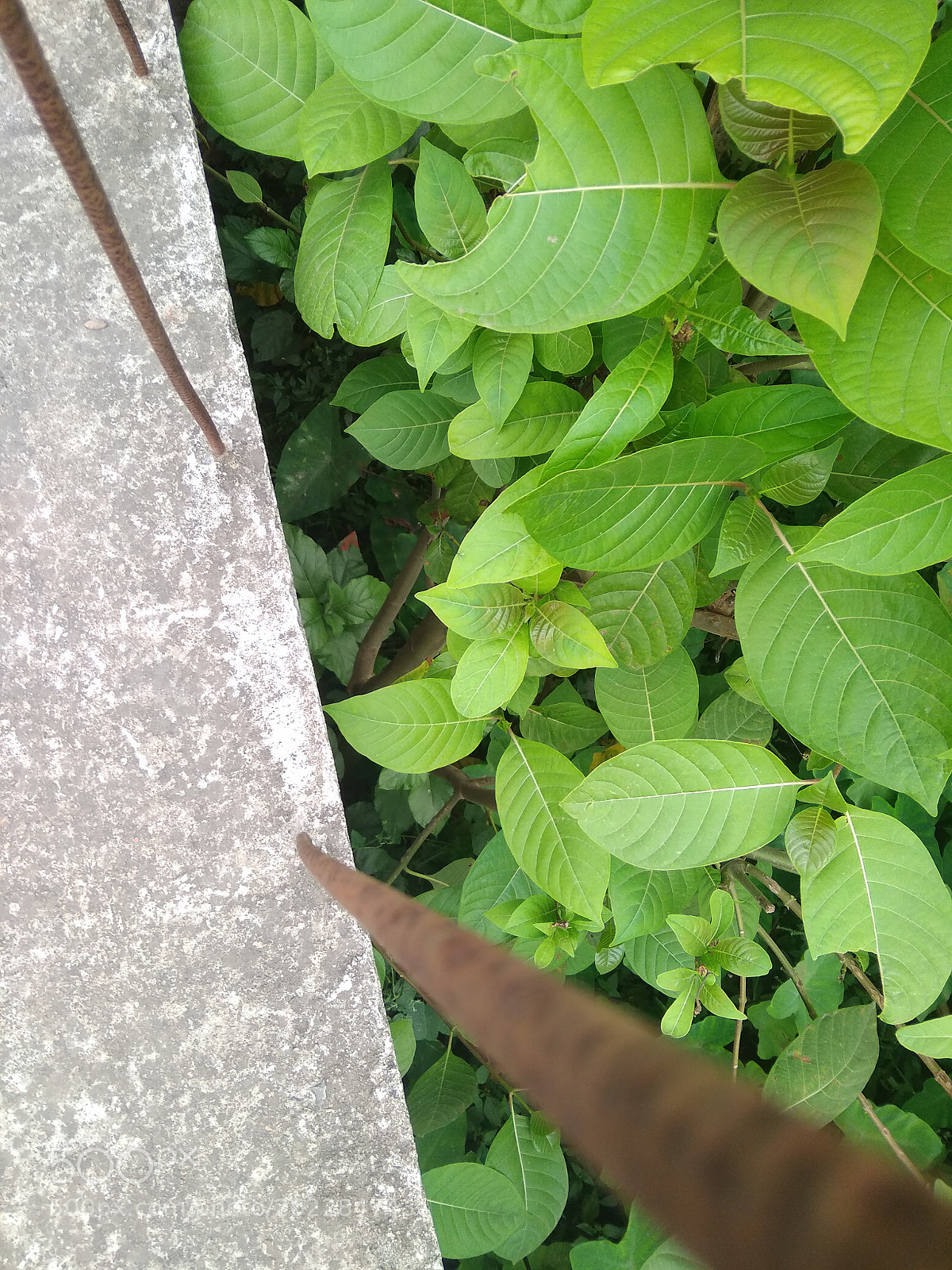 Xiaomi Redmi 5A sample photo. Nature.. photography