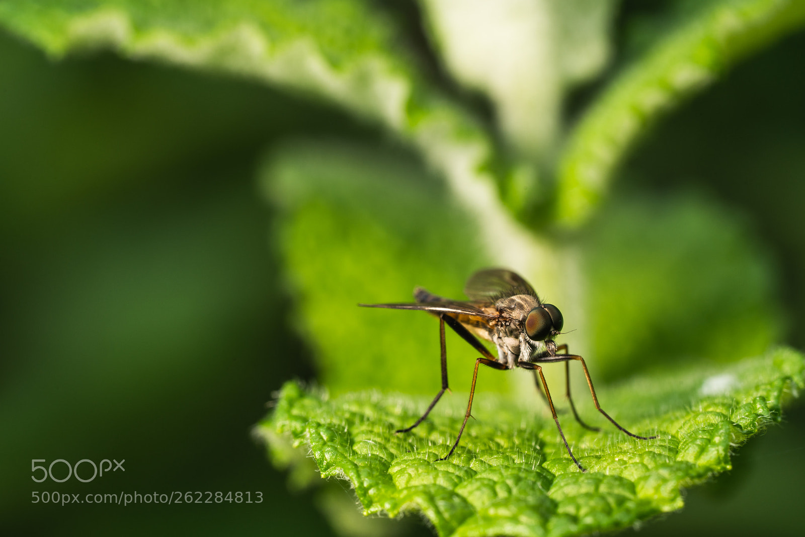 Sony a7R III sample photo. Robber fly photography
