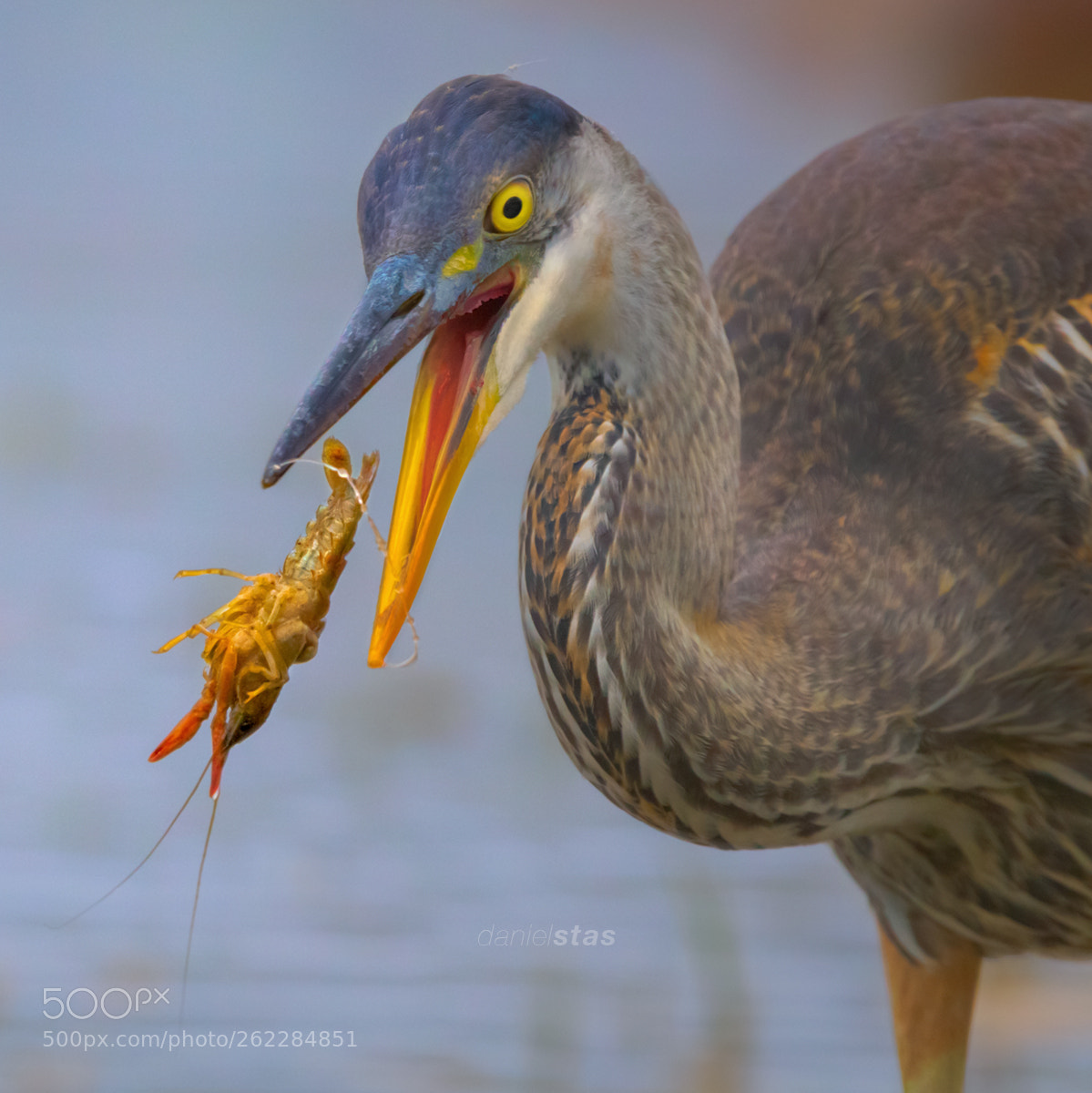 Canon EOS 5D Mark IV sample photo. Great blue heron photography