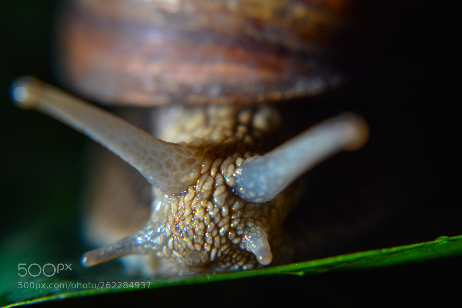 Nikon D7100 sample photo. Csiga/snail photography