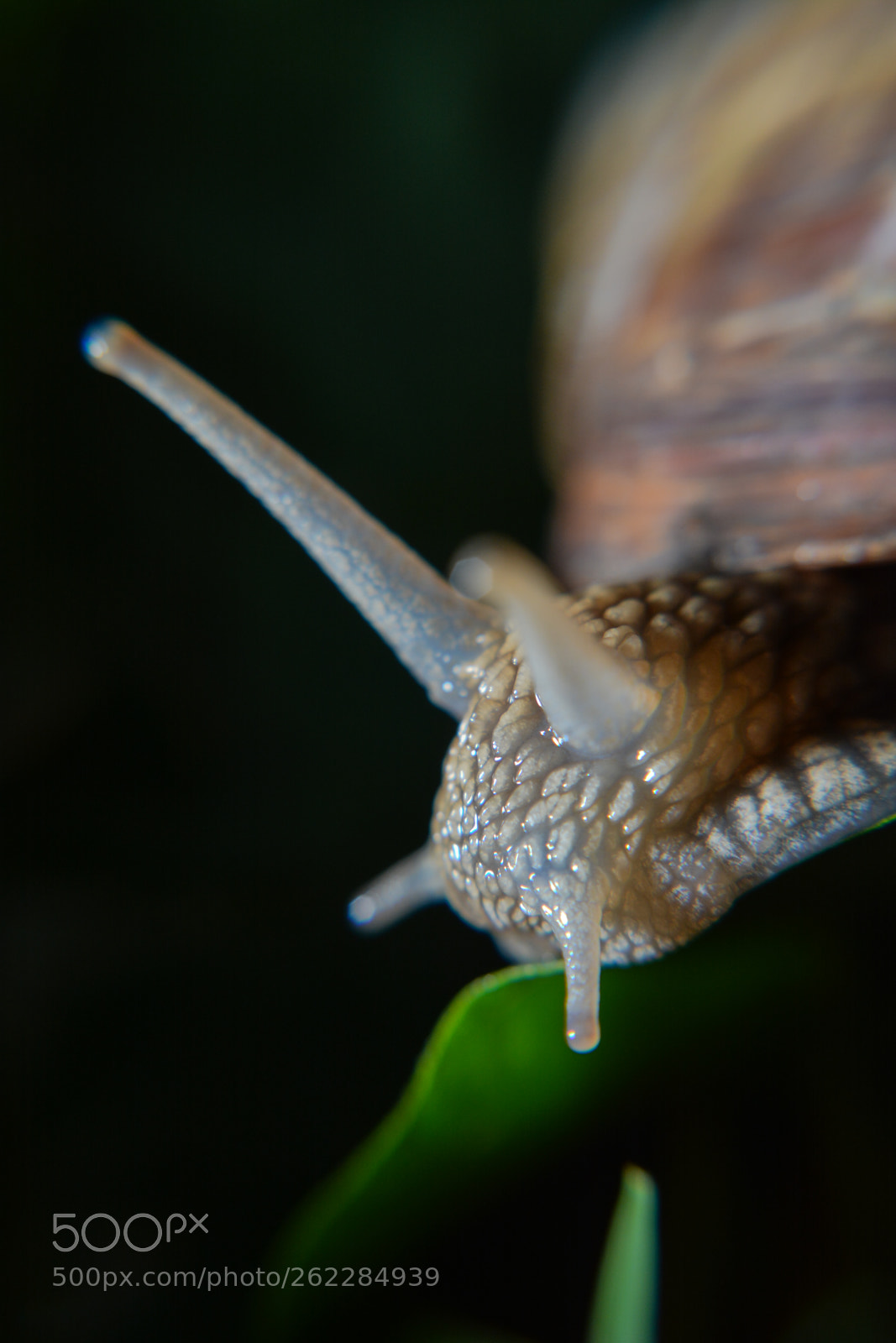 Nikon D7100 sample photo. Csiga/snail photography