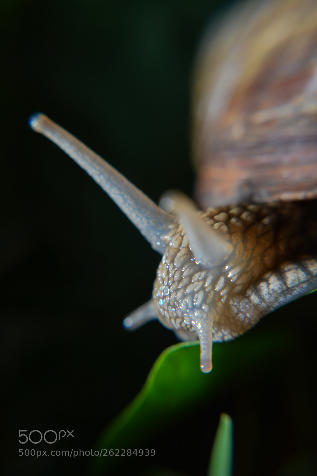 Nikon D7100 sample photo. Csiga/snail photography
