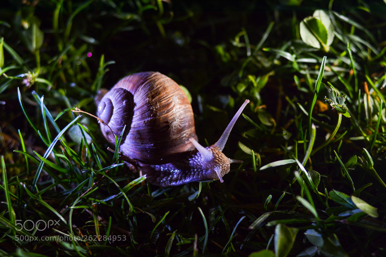 Nikon D7100 sample photo. Csiga/snail photography