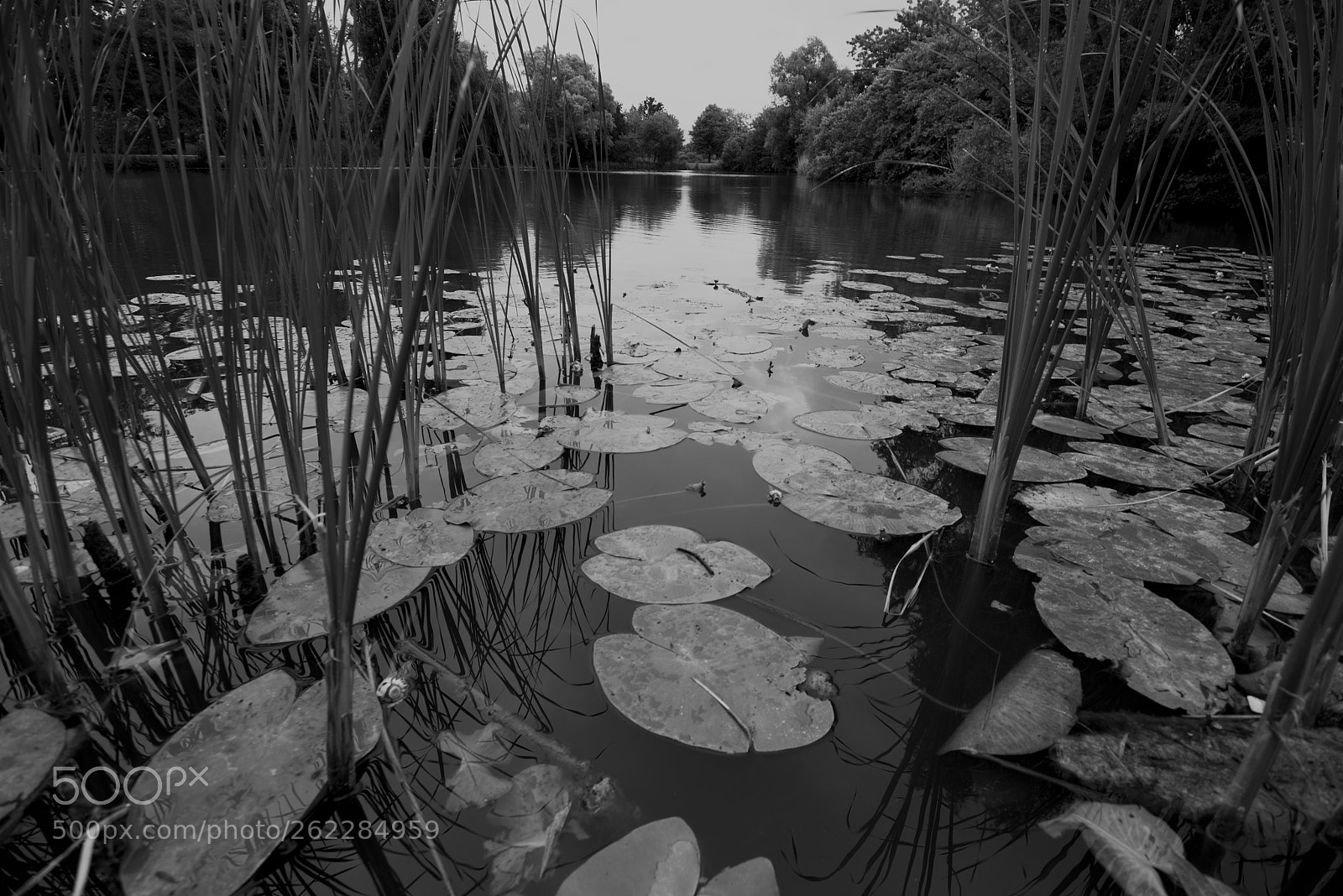 Nikon D3400 sample photo. Lilies and reflections photography