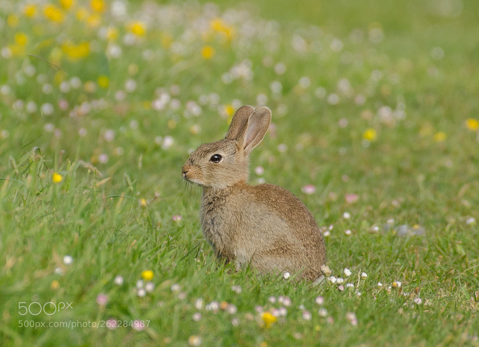 Nikon D7000 sample photo. Spring's bunny photography