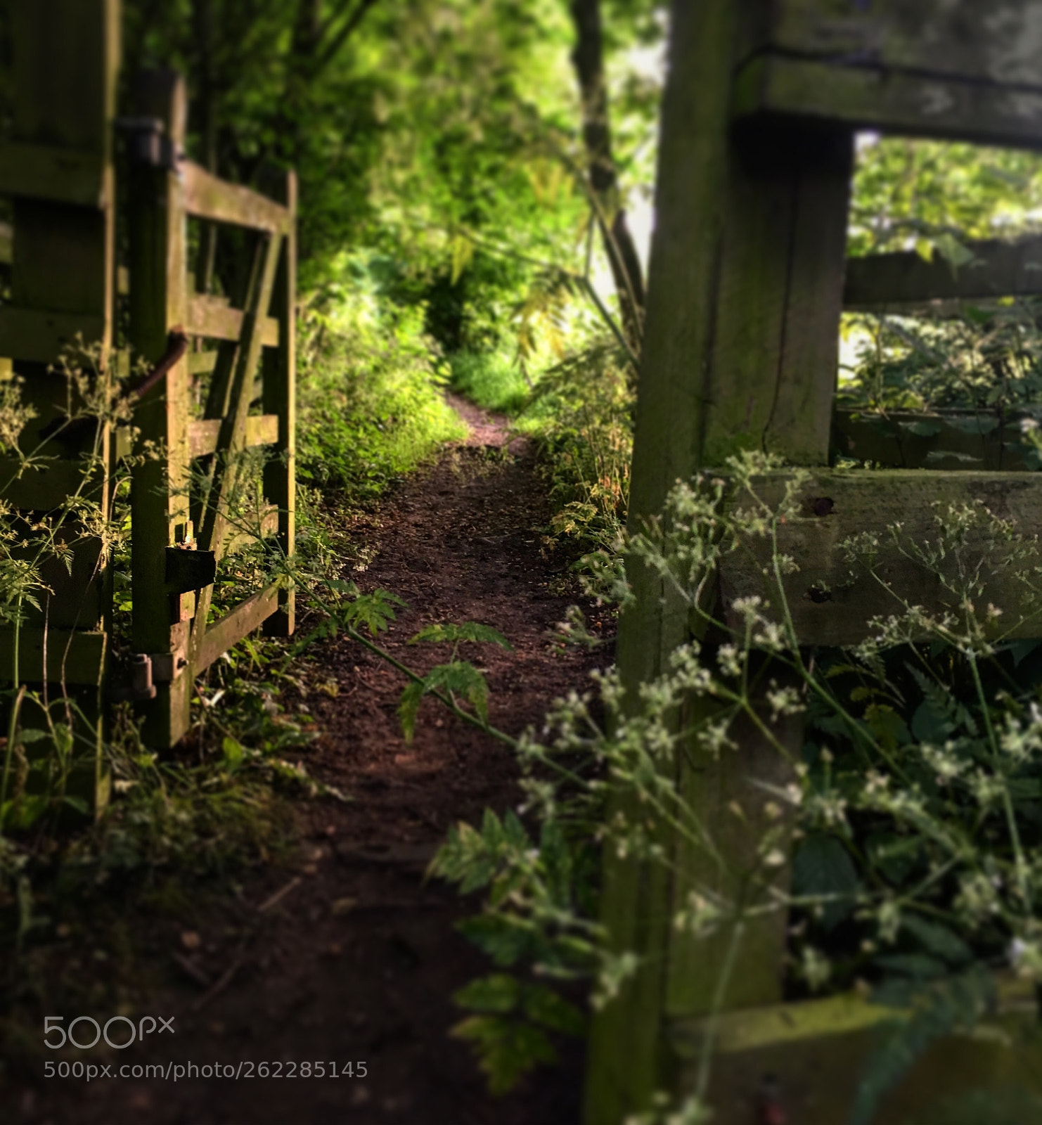 Apple iPhone 6s sample photo. Path to where?  photography
