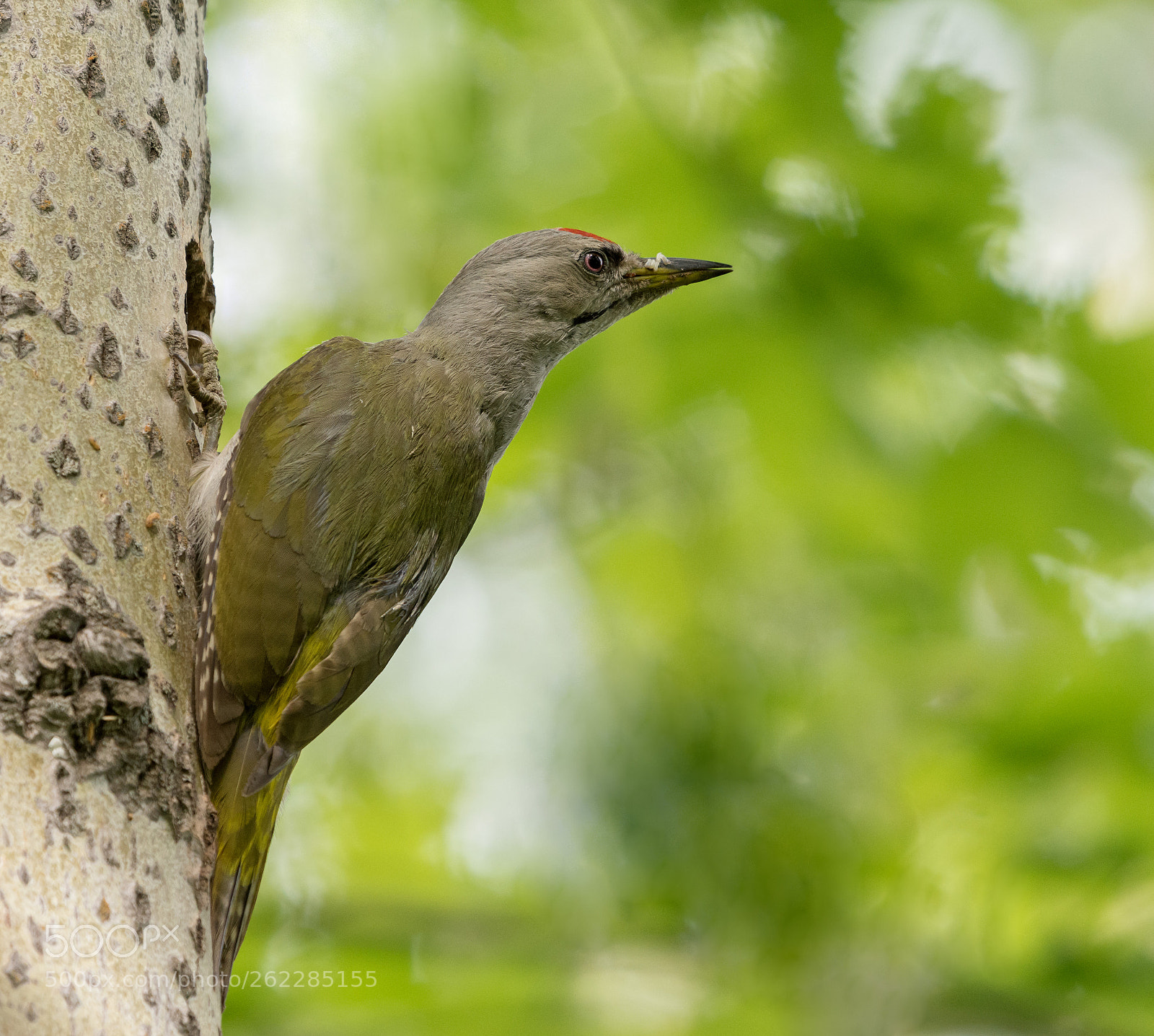 Nikon D7200 sample photo. Grey-headed woodpecker photography