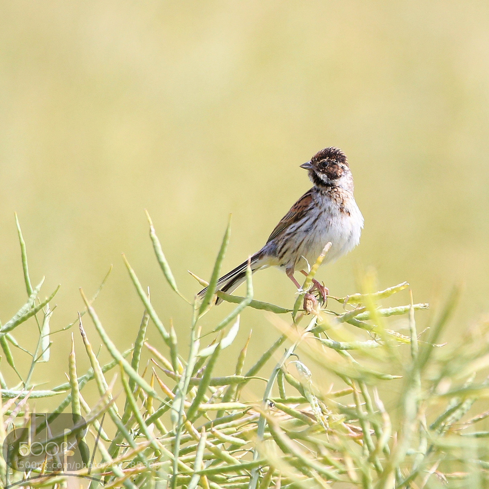 Canon EOS 6D sample photo. Juvenile reed bunting photography