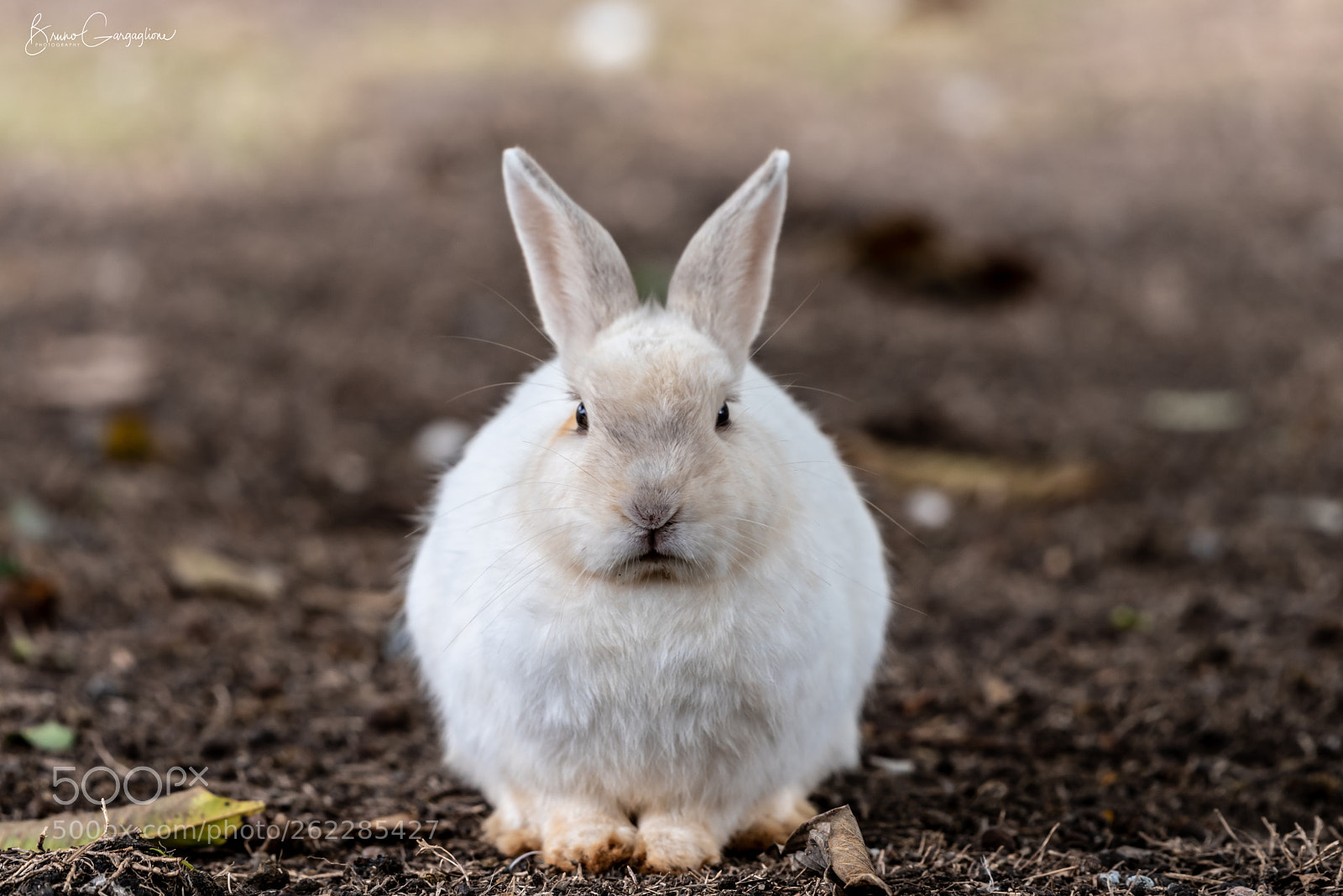 Nikon D750 sample photo. Little rabbit staring photography