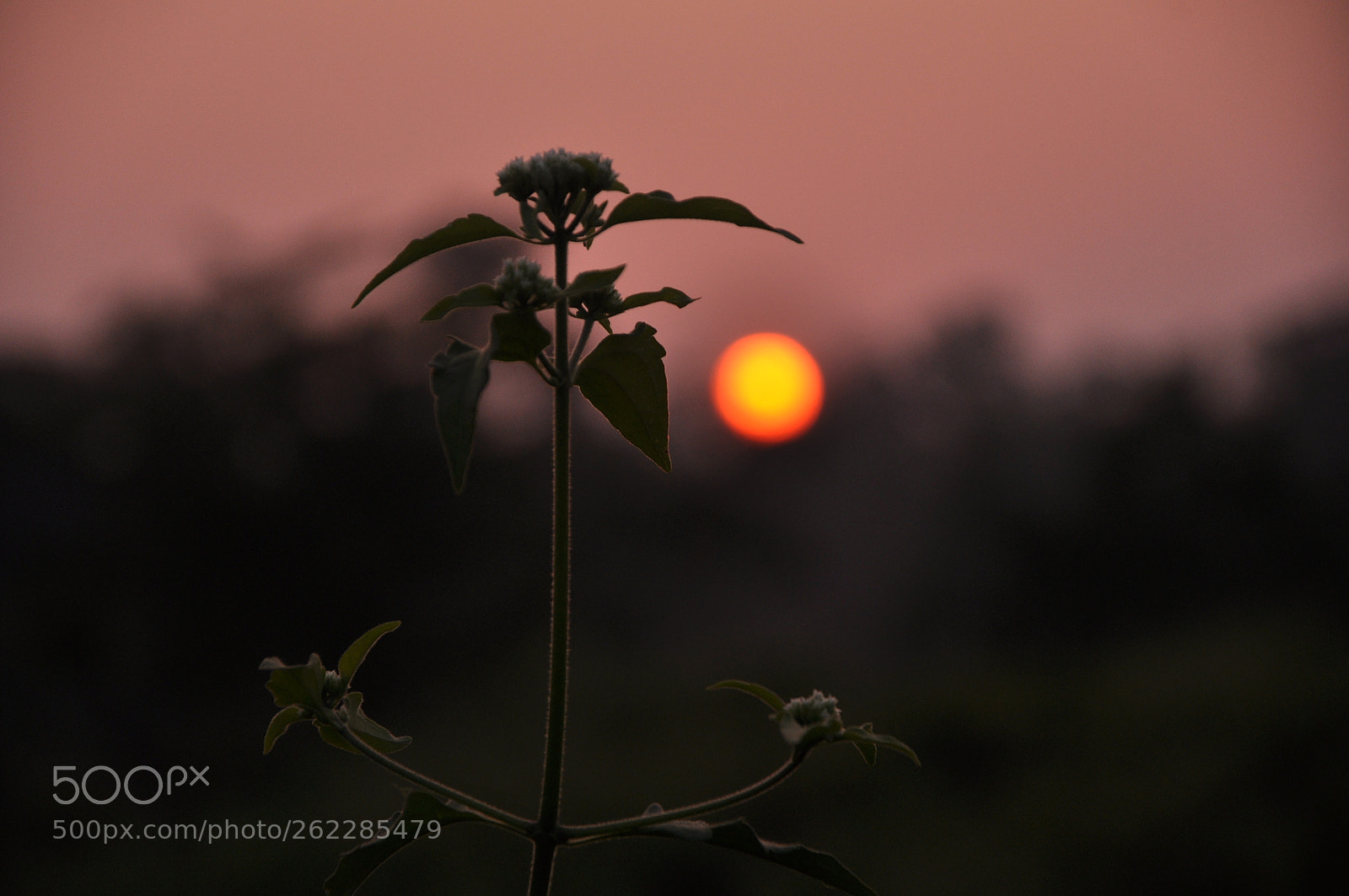 Nikon D90 sample photo. View of sunset photography