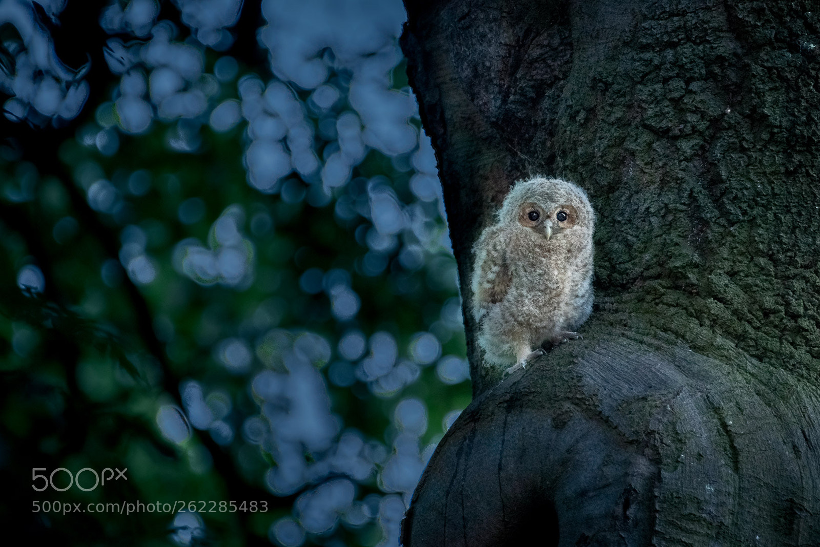 Pentax K-1 sample photo. Tawny owl owlet at photography