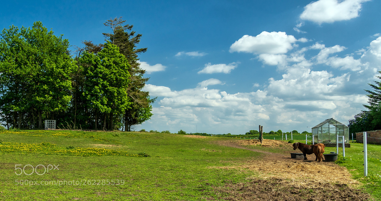 Sony ILCA-77M2 sample photo. Miniature horses photography