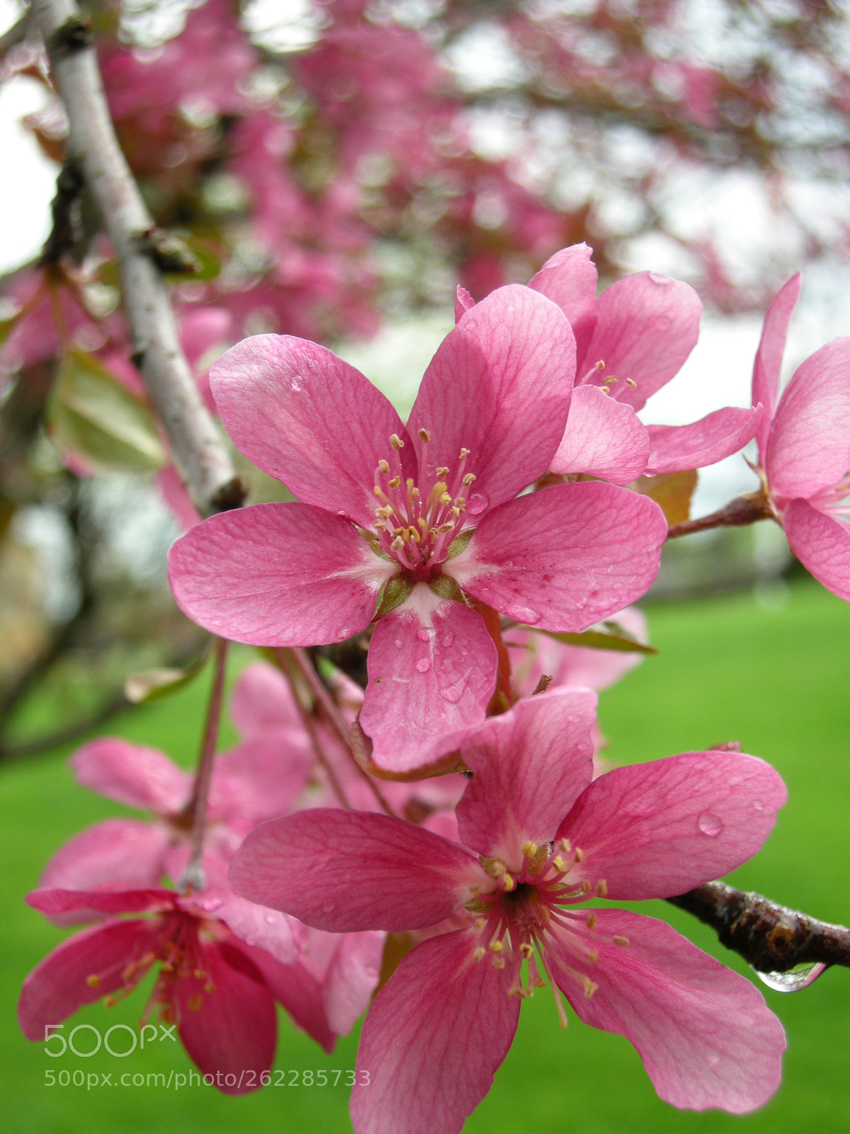 Nikon COOLPIX P5000 sample photo. Crabapple after the rain photography